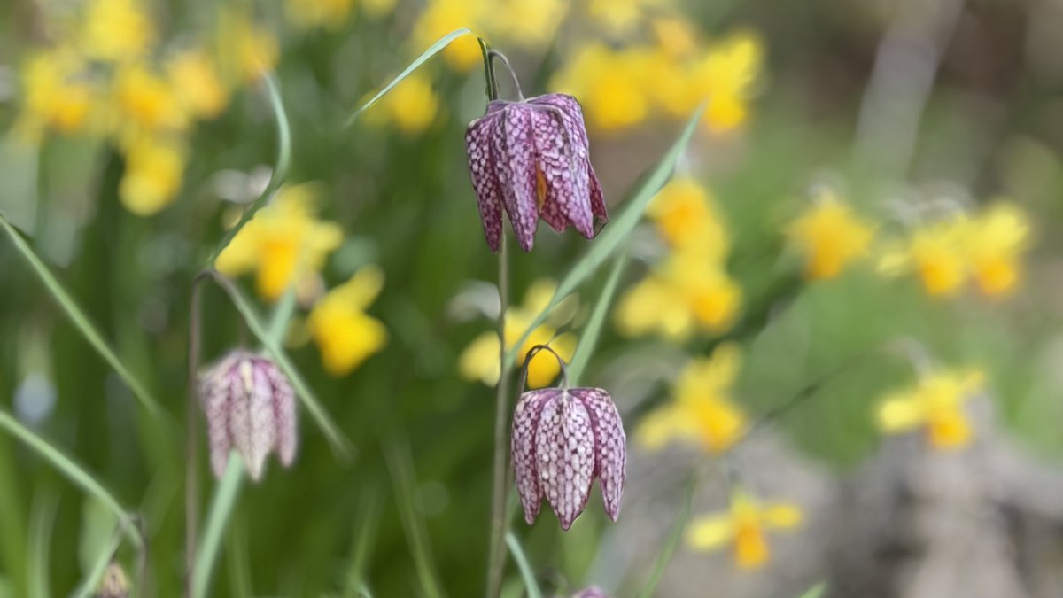 Sarah Parry tweet media