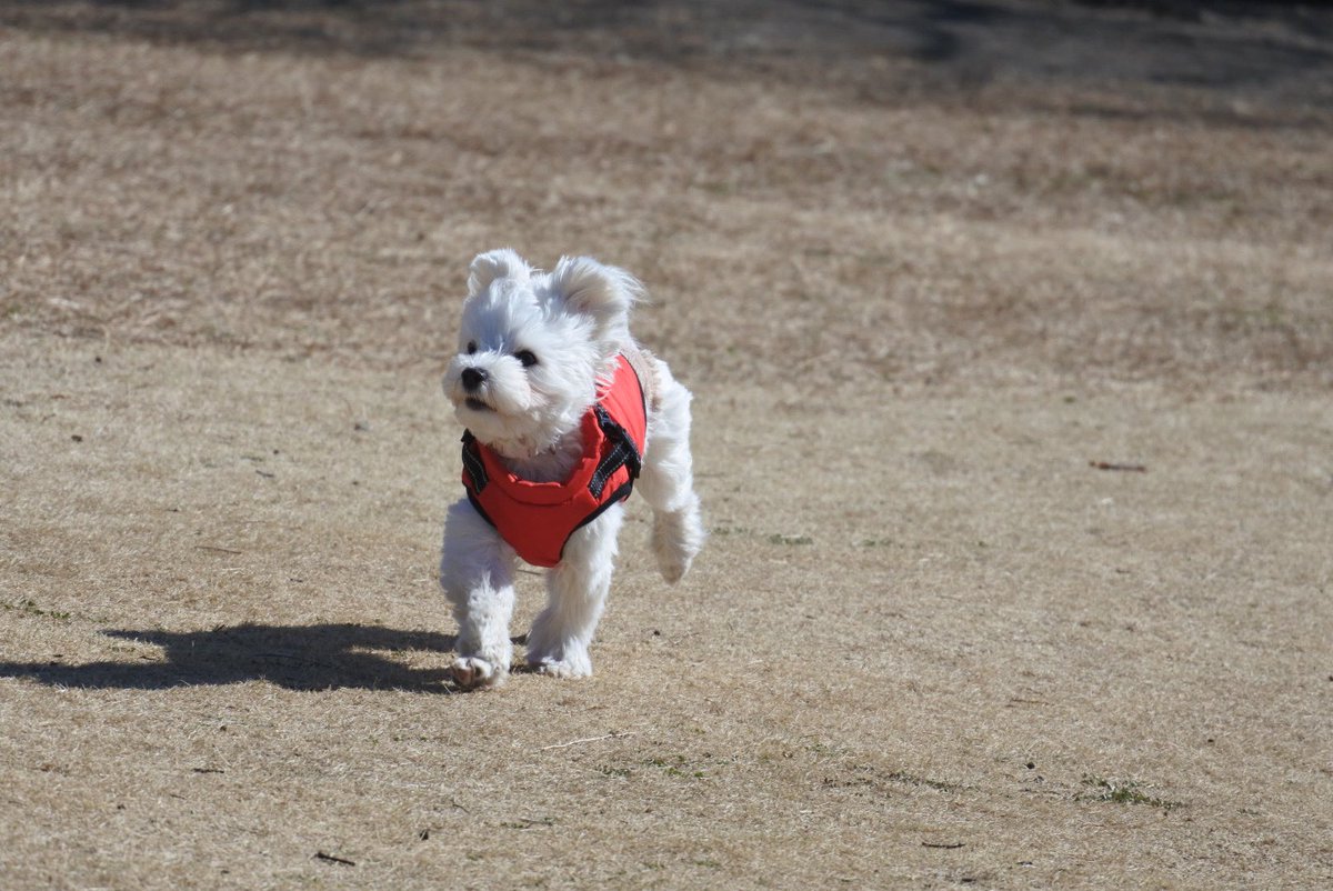 るいとろこ tweet media