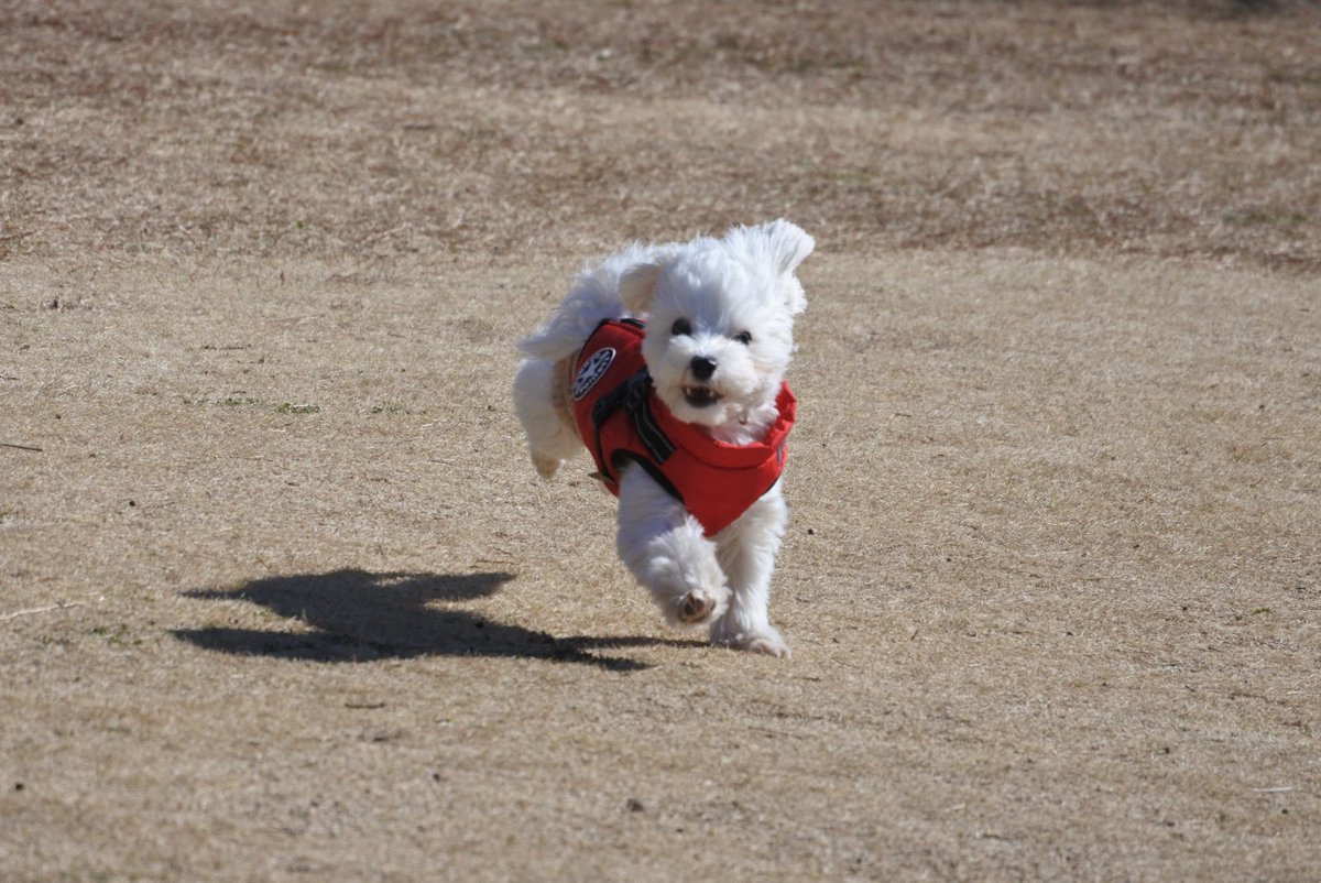 るいとろこ tweet media