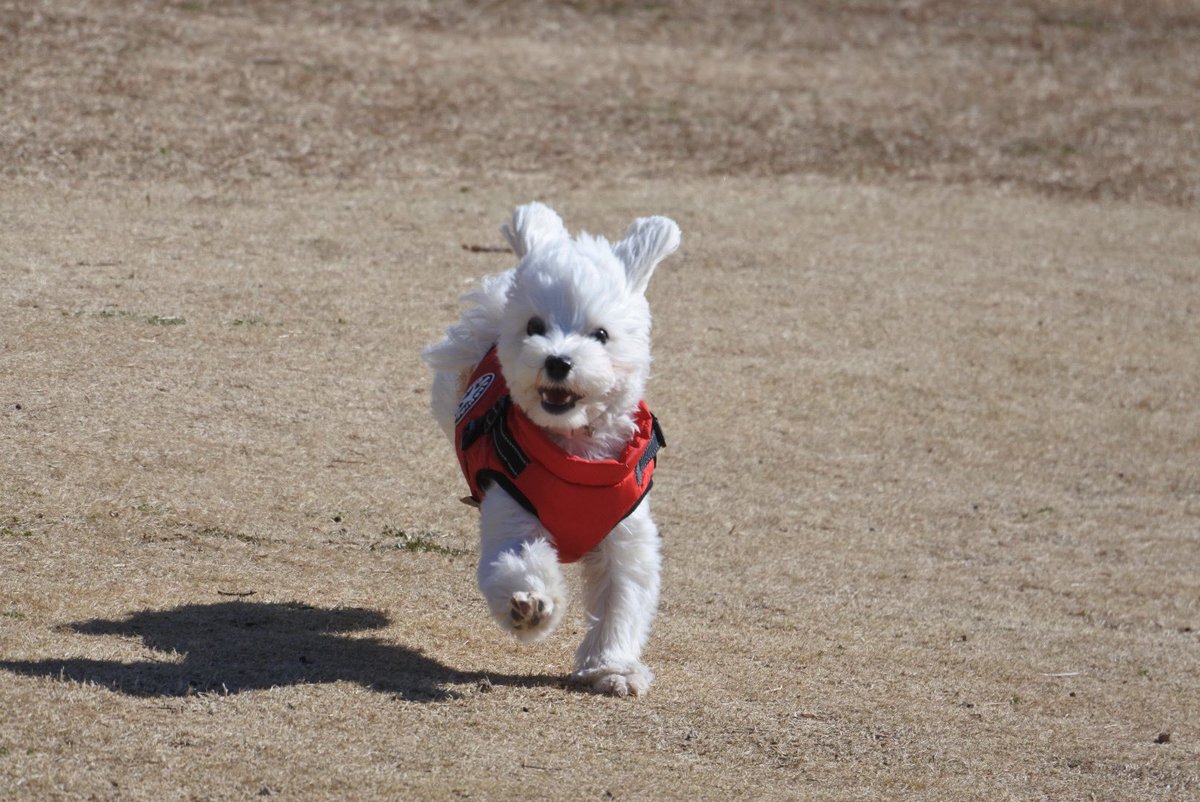 るいとろこ tweet media