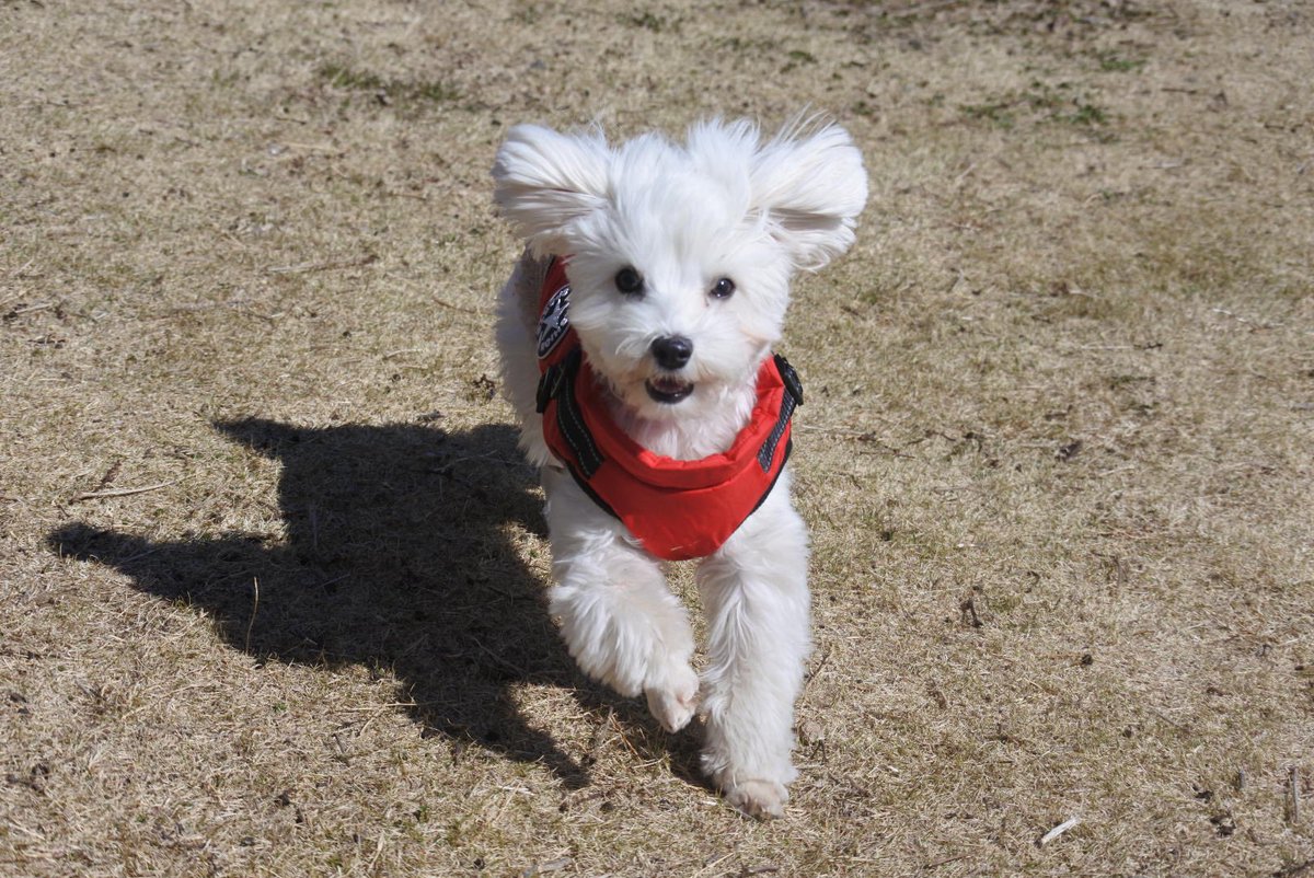 るいとろこ tweet media