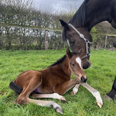 Brookside Stud tweet media