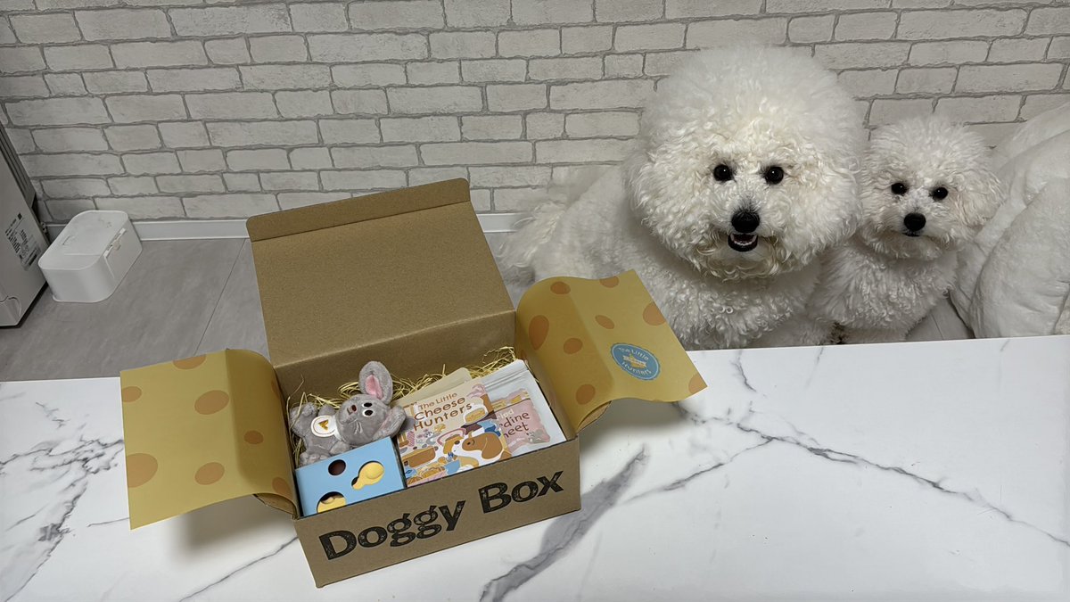 ビションフリーゼのぽむとぷりん☁️🍮 tweet media