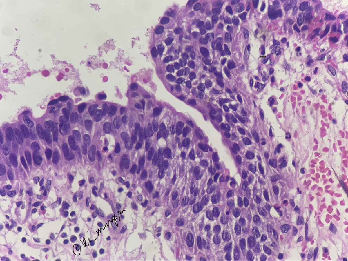 Vidya Monappa tweet media