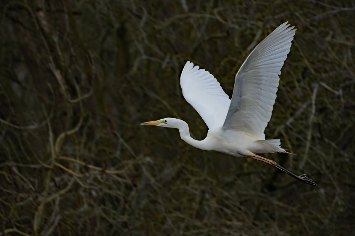 david alan bird tweet media