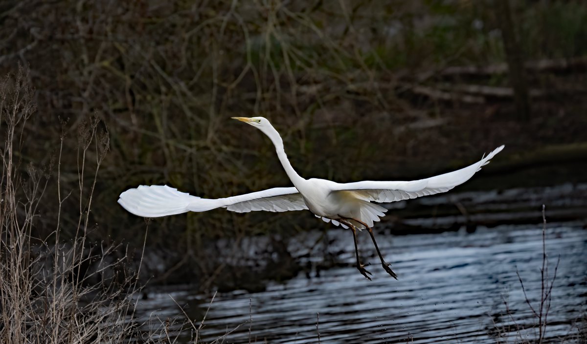 david alan bird tweet media