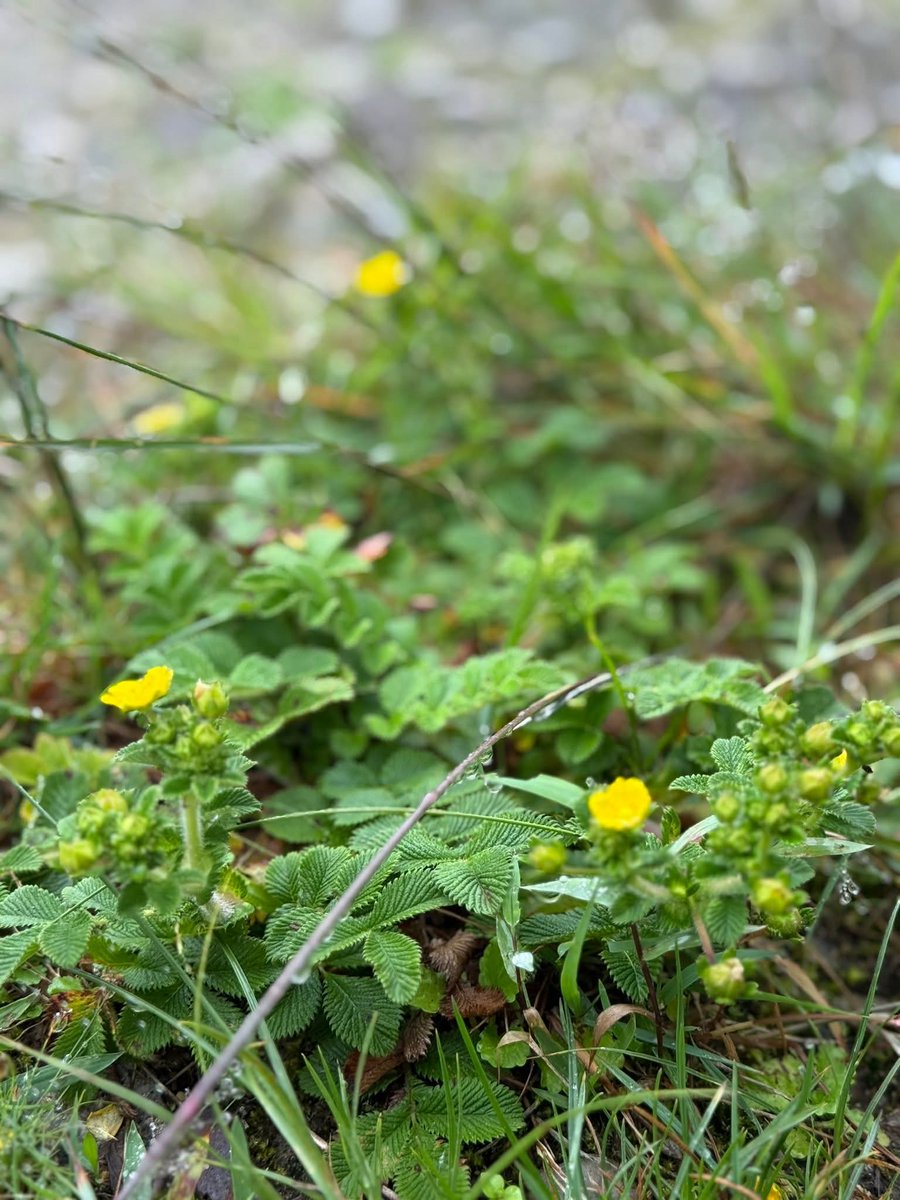 আমি তোমার পথের ধারে ছোট্ট ঘাসের ফুল
আমি তোমাতে মশগুল 🌸