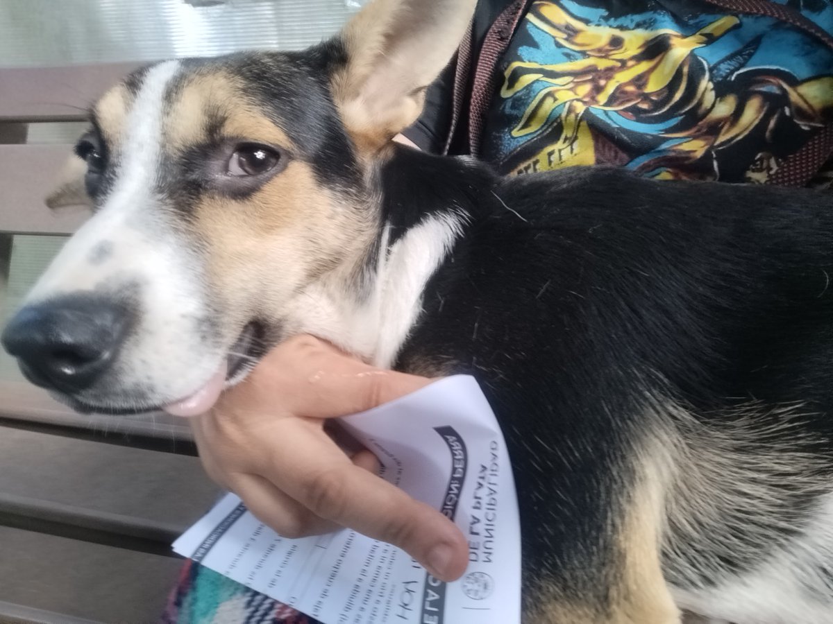 Ya castraron a la Carmela.
Quiso pelear con todos los perros y le pusieron un bozal por mal educada.