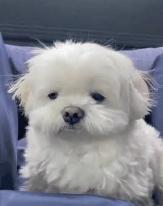 chachamaesilcha's tweet photo. 박병찬
조형고 농구부 매니저 여자애 일기

-입부1일차-
태영이 넘 착하구
초원이 쫌 무섭지만 똑 부러지구
병찬오빠는 정말 잘 챙겨주시구
말도 많이 걸어주시구 재밌어서
덕분에 진짜 좋았다!기대된당ㅎㅎ

-5일차-
병찬오빠가 너무 잘 챙겨주신다
..그만 챙겨주셔도 될 것 같다

뱅오빠만행목록⬇️⬇️ https://t.co/rBp1cP47y6