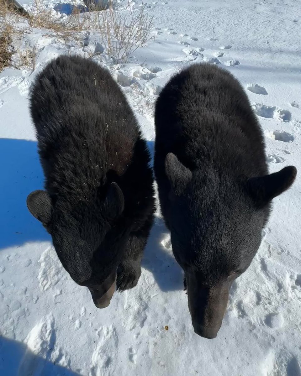 SunnyDales tweet media