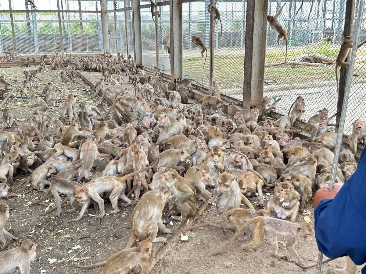 Protect_Wldlife's tweet photo. Lopburi, Thailand, famous as "Monkey City," is home to thousands of long-tailed macaques, particularly around the Phra Prang Sam Yot temple. Once a tourist draw and considered sacred, the monkeys became aggressive and overpopulated following pandemic lockdowns, leading to a 2024–2025 crackdown with mass sterilization and relocation to restore order.

Born wild, lived on trees and buildings. They are now locked up by the hundreds, lacking proper space, no food and full of diseases, dying from hunger every day! 

Why is the Lopburi municipality allowed to lock up and kill these monkeys? They have no clue how to care for them! They do not feed them appropriately! 

Department of National Parks & Wildlife you will need to step in and stop this now. Livestock Department you will need to charge the Lopburi Municipality with animal torture. 

There are huge budgets allocated, but where is this money going??

Monkeys can’t speak, so we must shout it out for them!

Credit: Edwin Wiek.