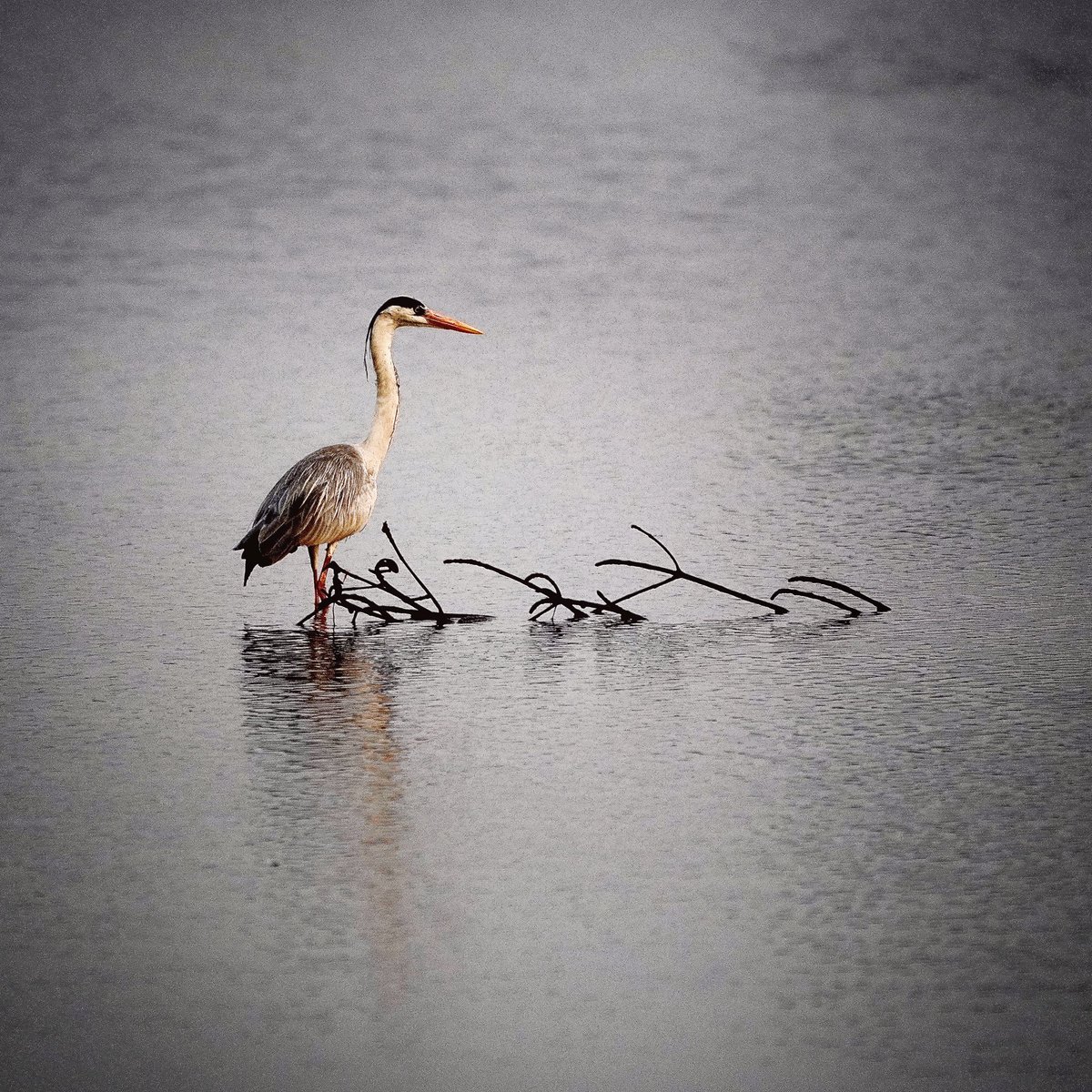 abrachan's tweet photo. #walkingwithmycamera among the #birds of #kadamakkudy  https://t.co/2mrJ4SVi6k https://t.co/yCkgdy3iNL