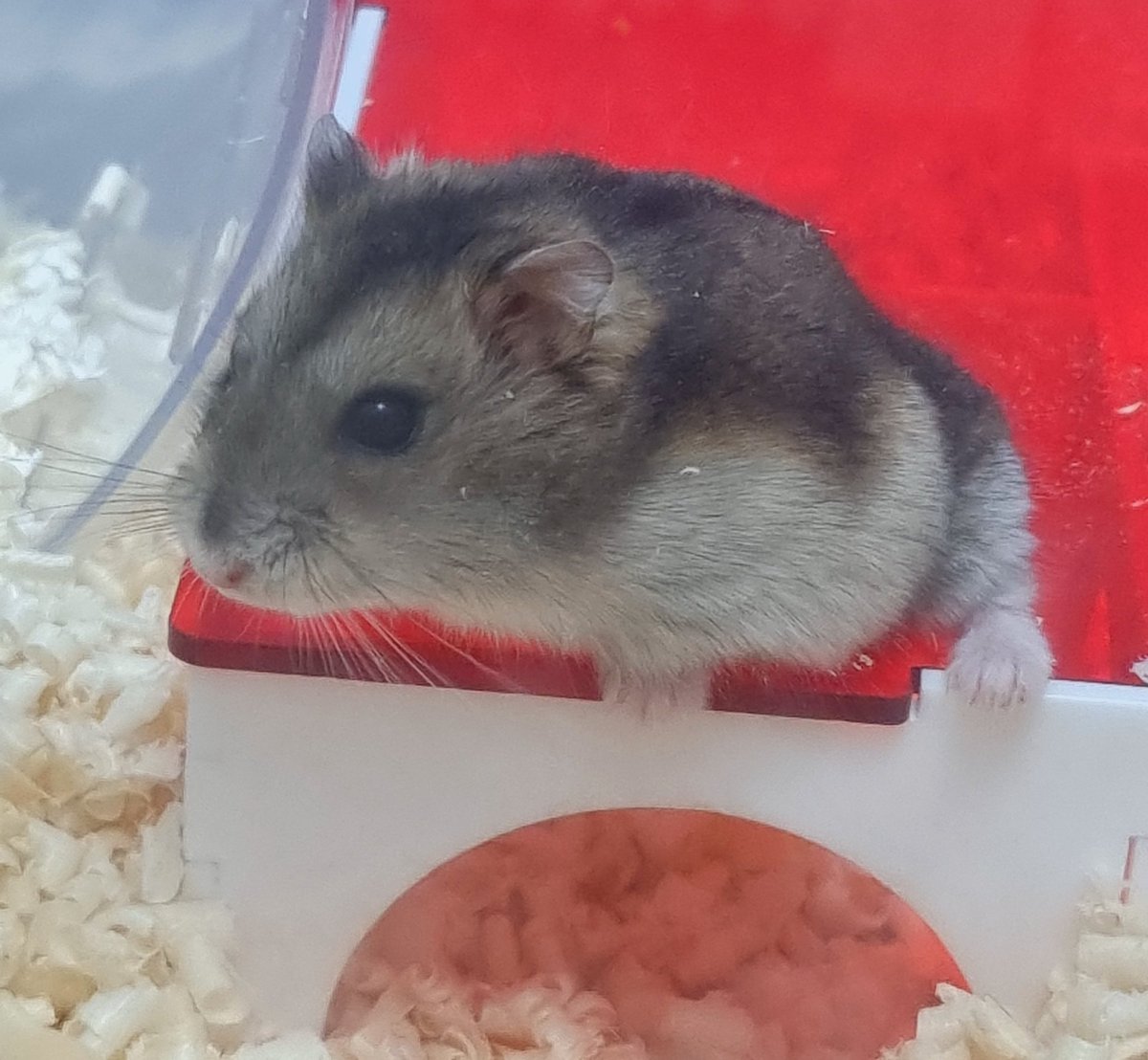 둥근햄 tweet media