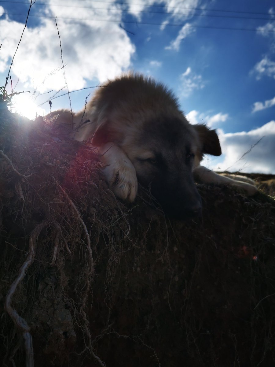 Mama desteği rica ediyorum lütfen İster mama alarak gönderin  attığım linke mama desteği verebilirsiniz canlar bekliyor hem kediler hem köpekler için doymalarına vesile olalım candostlarim.com/kumbaralar/htt…
