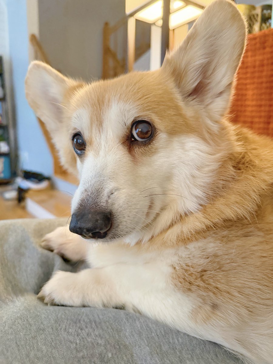 Lilo the Welsh Corgi tweet media