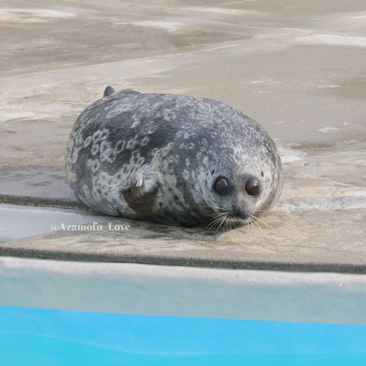 アザモフスキー🦭 tweet media