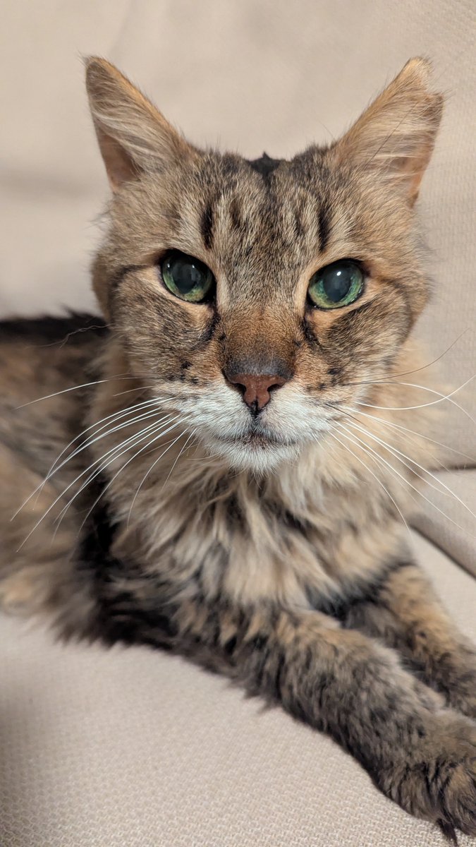 AC, and I cannot stress this enough, AB tweet media