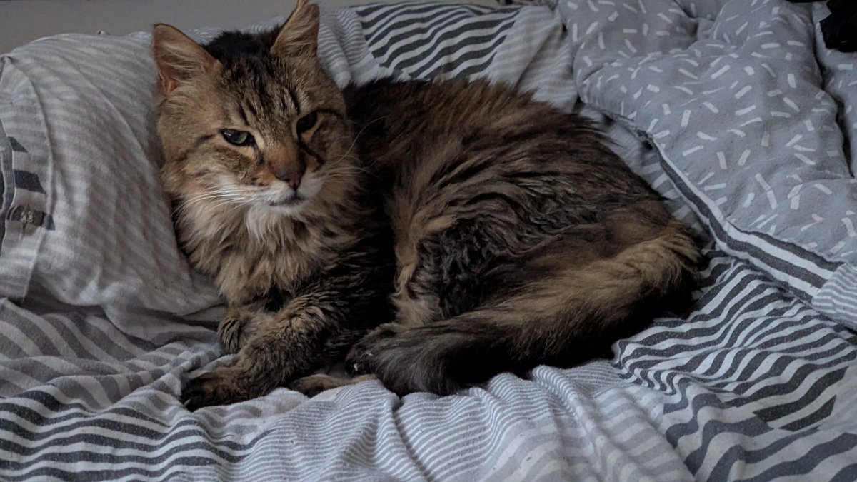 AC, and I cannot stress this enough, AB tweet media