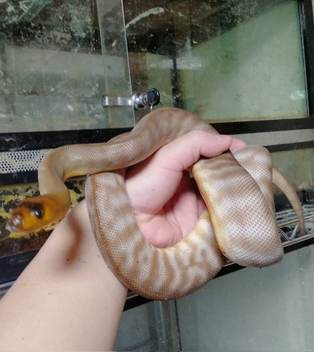 ダイスケ　生き物アカ tweet media