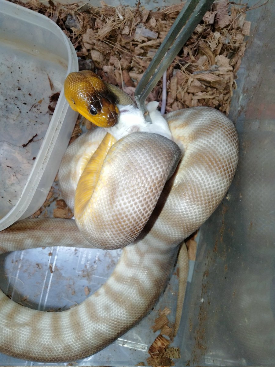 ダイスケ　生き物アカ tweet media