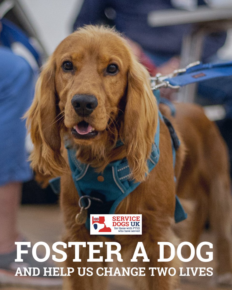 ServiceDogsUK tweet media