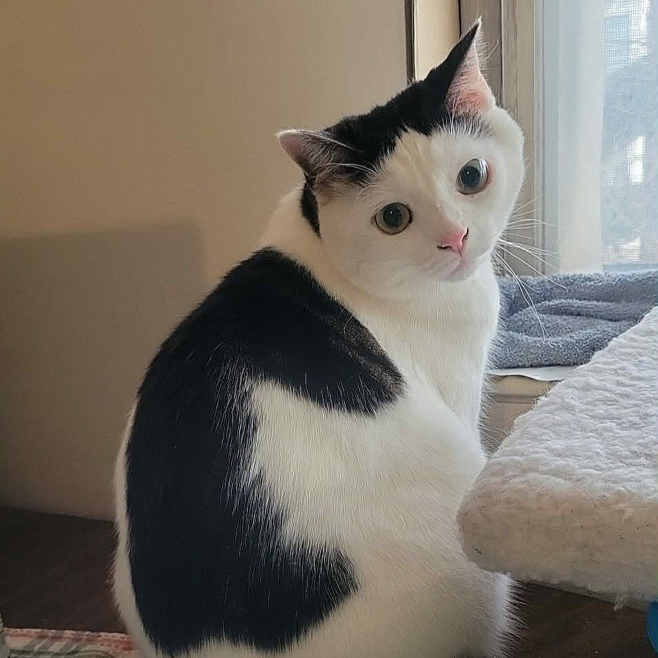 🌈Cheezeburger🌈Mr. Jingles🌈TonyCat🌈Cheeseburger tweet media