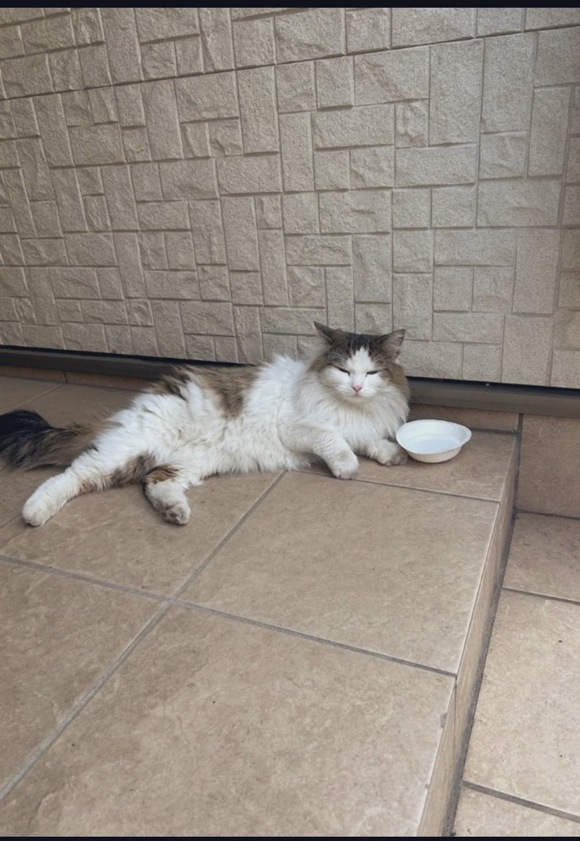 【迷い猫】

東日暮里の地域でノルウェージャンとみられる人懐こい猫の目撃情報が相次いでいます。

荒川区保健所にも情報提供されており、近隣で飼い猫だった子が逃げたなどの情報はないでしょうか？

情報あればご連絡ください🐈🙇‍♂️

#荒川区　#台東区　#迷い猫