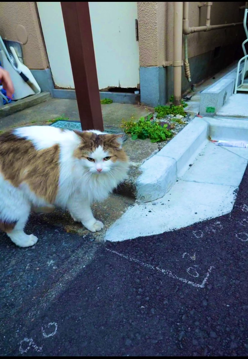迷い猫】 東日暮里の地域でノルウェージャンとみられる人懐こい猫の