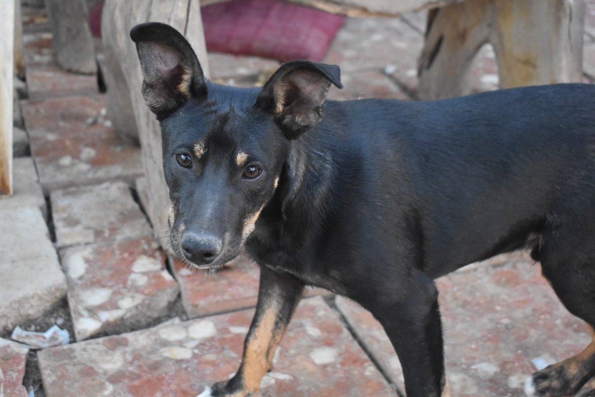 Refugi Els Àngels tweet media