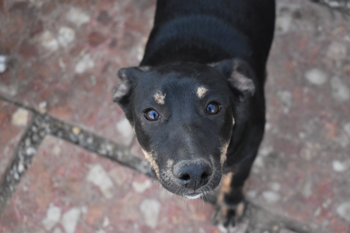 Refugi Els Àngels tweet media