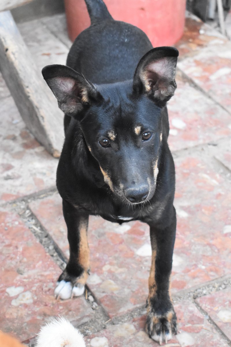 Refugi Els Àngels tweet media