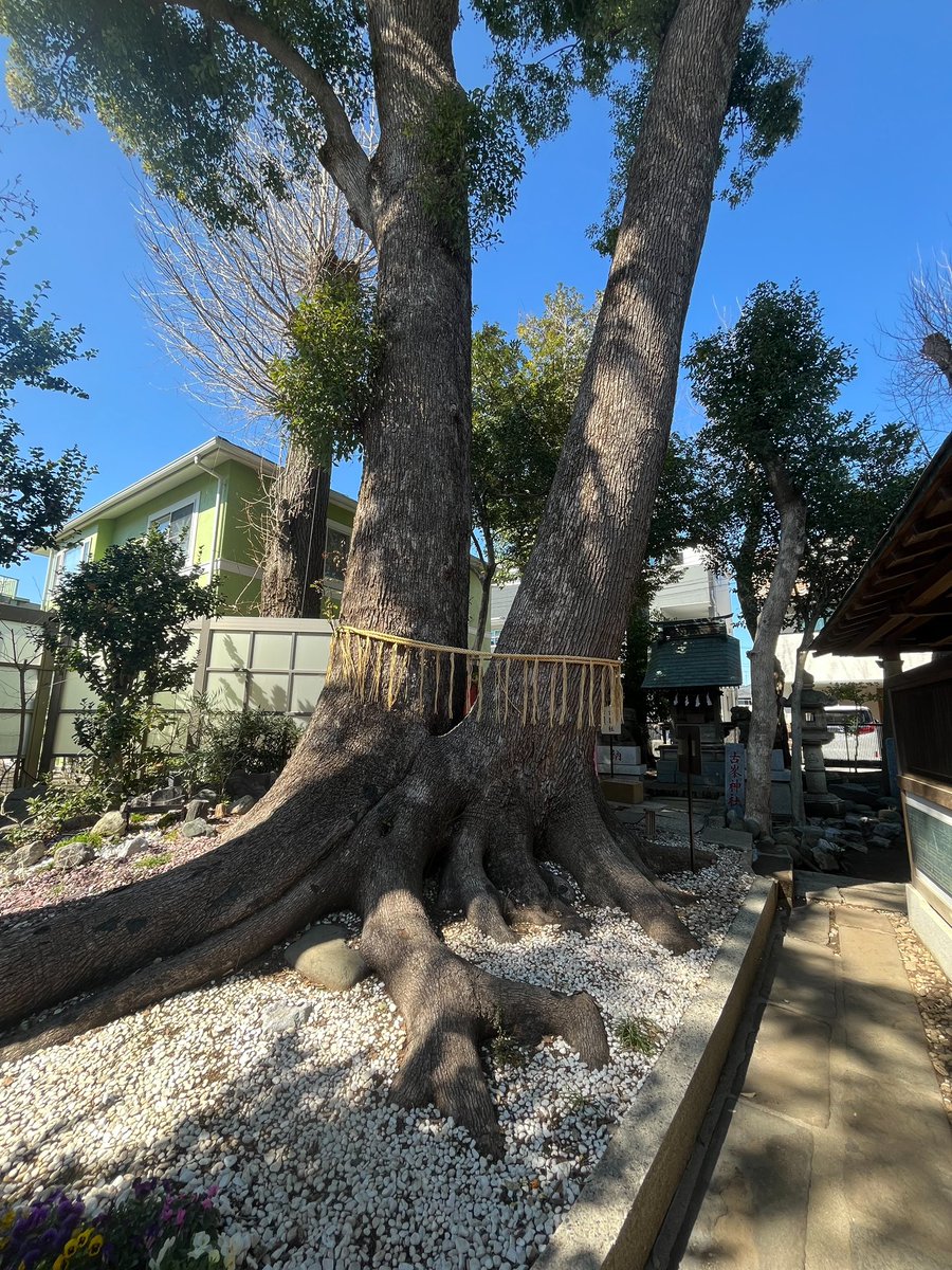 kimetuz_272's tweet photo. こんばんは🌇

#鬼滅の刃アニメ好き
#神社巡り

3月12日（木）晴れ☀️気温12°

だんだんと暖かくなってきましたね。

今日は鳩ヶ谷氷川神社⛩️に行って来ました。

ヤマタノオロチを退治した

須佐之男命(スサノオノミコト)を

祀っている鳩ケ谷の鎮守です。 

縁結び、厄除け、夫婦円満の

神様として親しまれており、

創立は応永元年(1394年)と伝えられています。

歴史の趣きのある神社でした。

夫婦楠木は見事でしたね。

この後の時間ものんびり

お過ごしください。

　　　　　　　　(о´∀`о)
