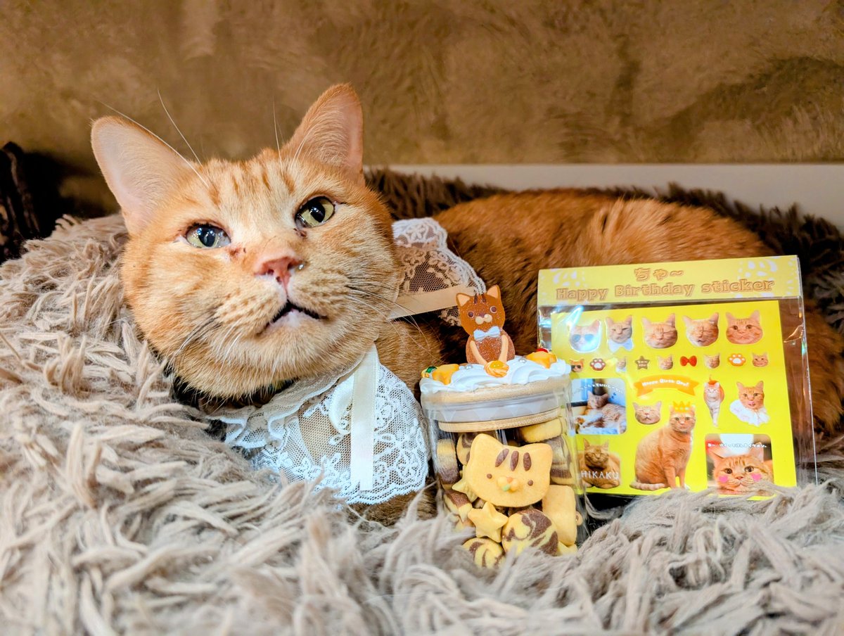 チームD tweet media