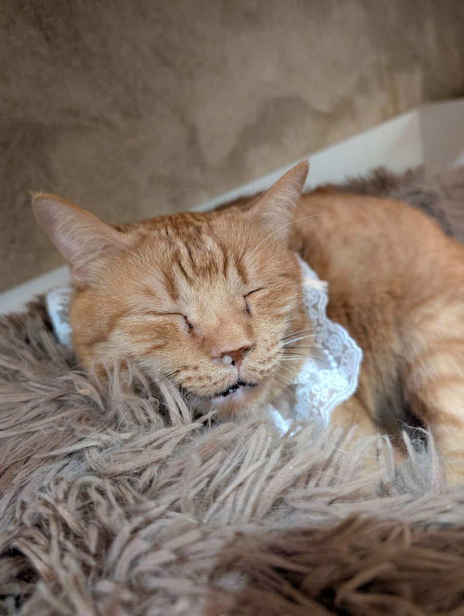 チームD tweet media