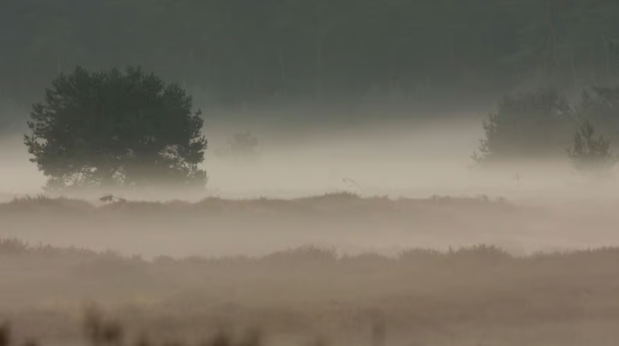 WandelFietspad's tweet photo. 🌿 Ontdek de wandelroute Planken Wambuis (in de buurt van Ede) 🥾
Zin in een wandeling door pure, wilde natuur? Op Planken Wambuis wandel je door een afwisselend landschap van heide, stuifzand, bossen en oude akkers. 
https://t.co/GJIuMI1sR6
#Ede #Wandelroutes #NatuurWandeling https://t.co/VFVXRqVumC