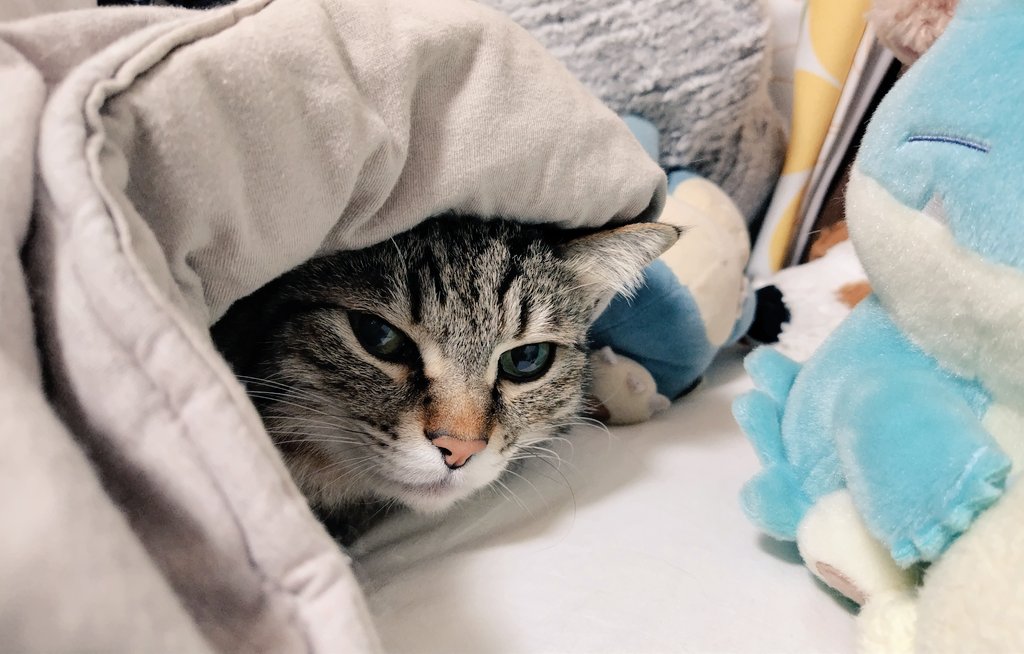 ゴロー🐾 tweet media