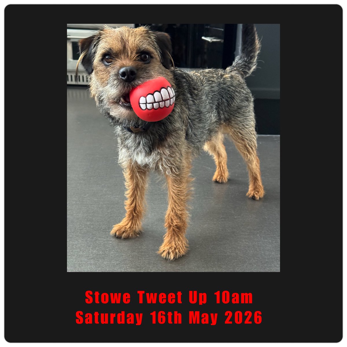 Sir Boots BT - bro to Sir Seb🌈💕 tweet media