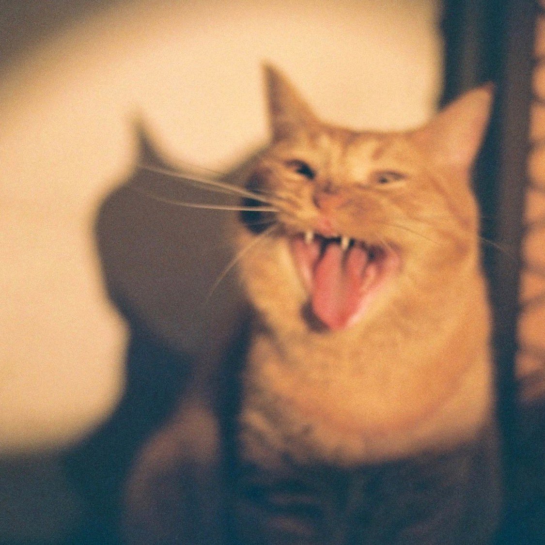 TOSHIKI HAYASHI(%C) tweet media