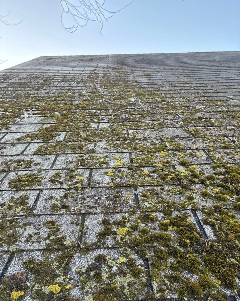 Procrafthomepro's tweet photo. Most homeowners don't realize moss is a roof killer. It acts like a wet sponge, trapping moisture that rots shingles from the inside out. 🧽

We take inspections seriously at Pro Craft Home Products to catch these hidden issues early. If your's is looking GREEN it’s time to talk. https://t.co/mb2yextFhC