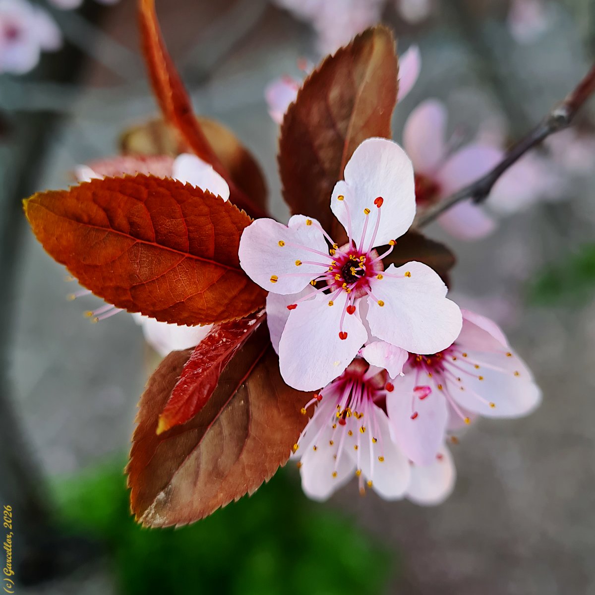 LorenzoGarciaCe's tweet image. Prunus sp. (pos. Prunus cerasifera 'Pissardii' - Ciruelo de jardín. Madrid, España. Marzo de 2026.

#garcellor #prunuscerasifera #ciruelodejardin #floresdeinvierno #fotosconmovil