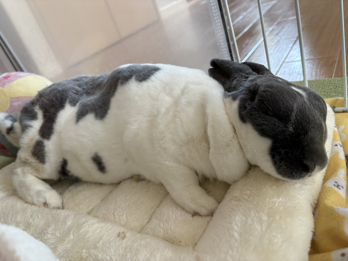 utmnk_pyp's tweet photo. お気に入りのふわふわマットでお昼寝してました🐰 https://t.co/YtnCUW5yiB