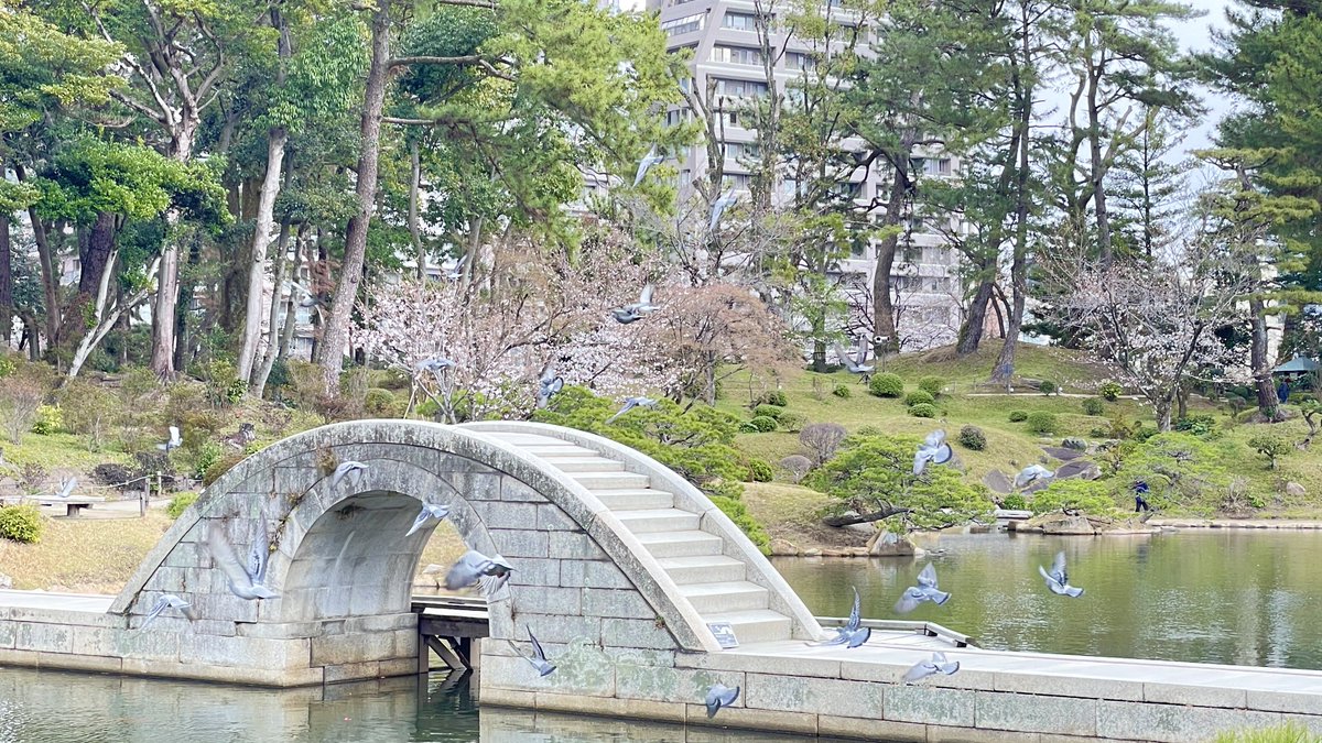 pyupi's tweet photo. 🌸🌸日本舞踊の会🌸🌸

3月22日(日)  12時より
観覧無料（別途縮景園への入園料が必要です）

広島・縮景園にて開催されます
たぬきと風三章は母と演奏いたします

ちょうど桜も見頃になりそうですので
どうぞお出かけください🌸

#箏 #三絃 #日本舞踊 
#縮景園　
#japanesecultures https://t.co/iyfkZMCCSB
