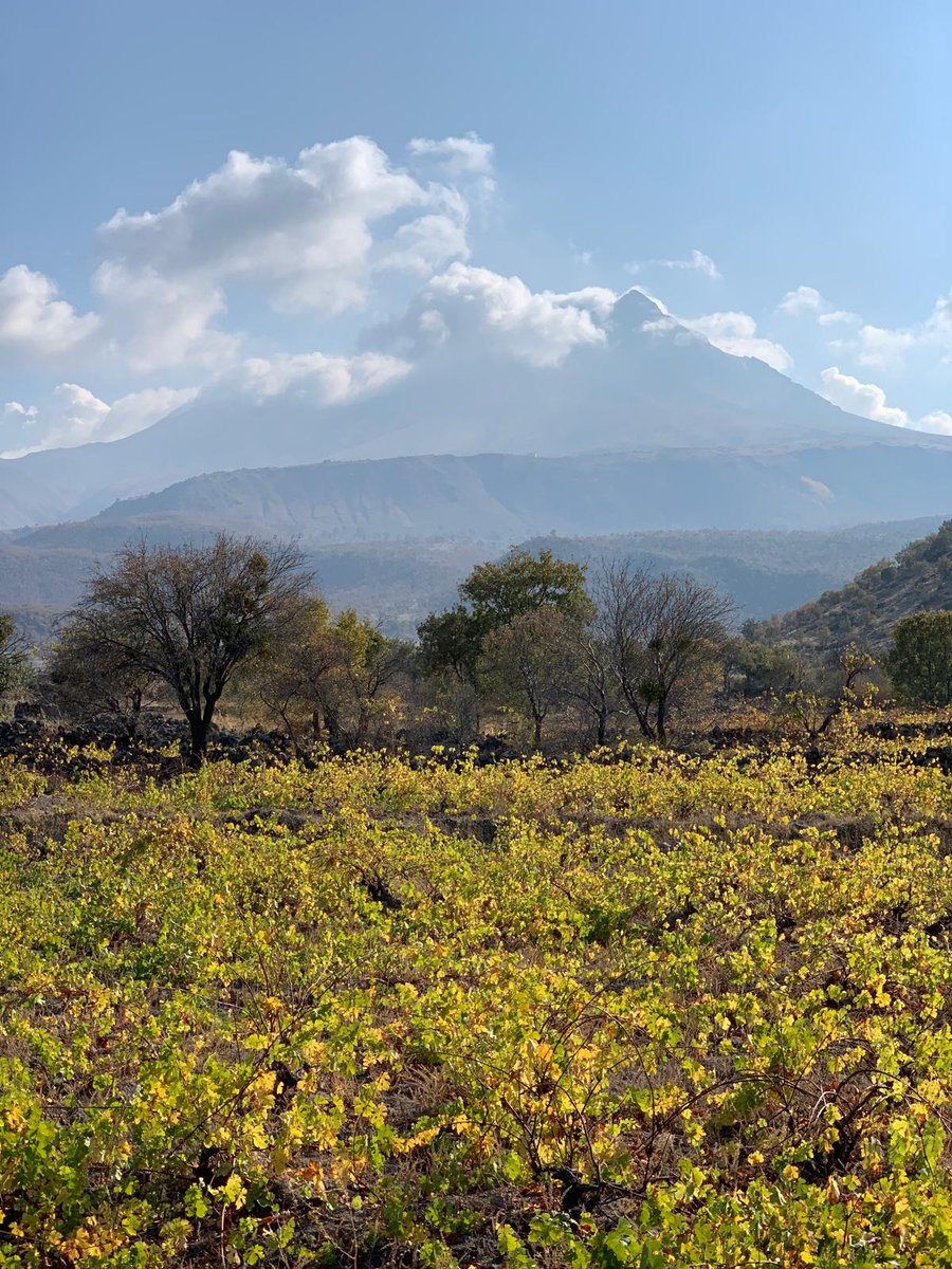 kopukbaglar tweet media