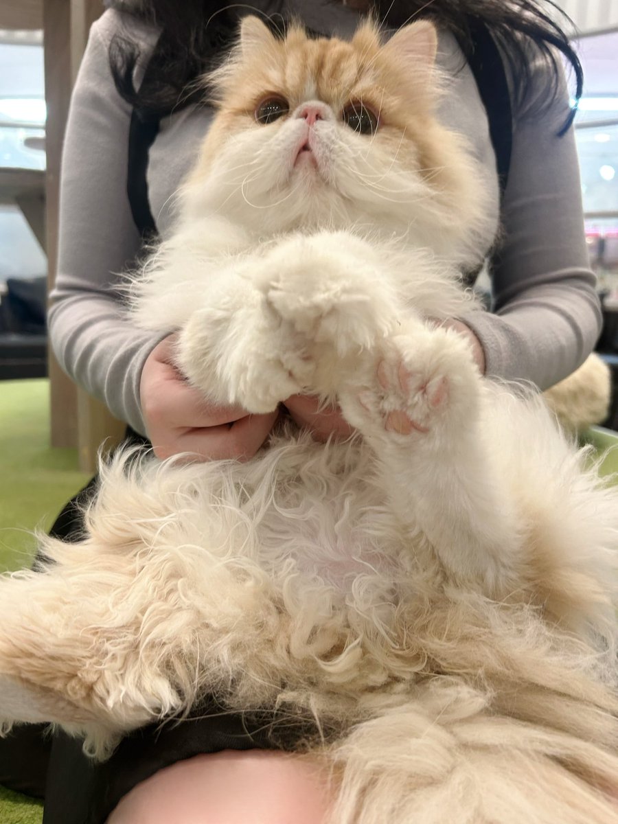 ruumarun's tweet photo. MOCHAのむむくん抱っこさせてもらった🐱🐱 https://t.co/TehqO5BRvx