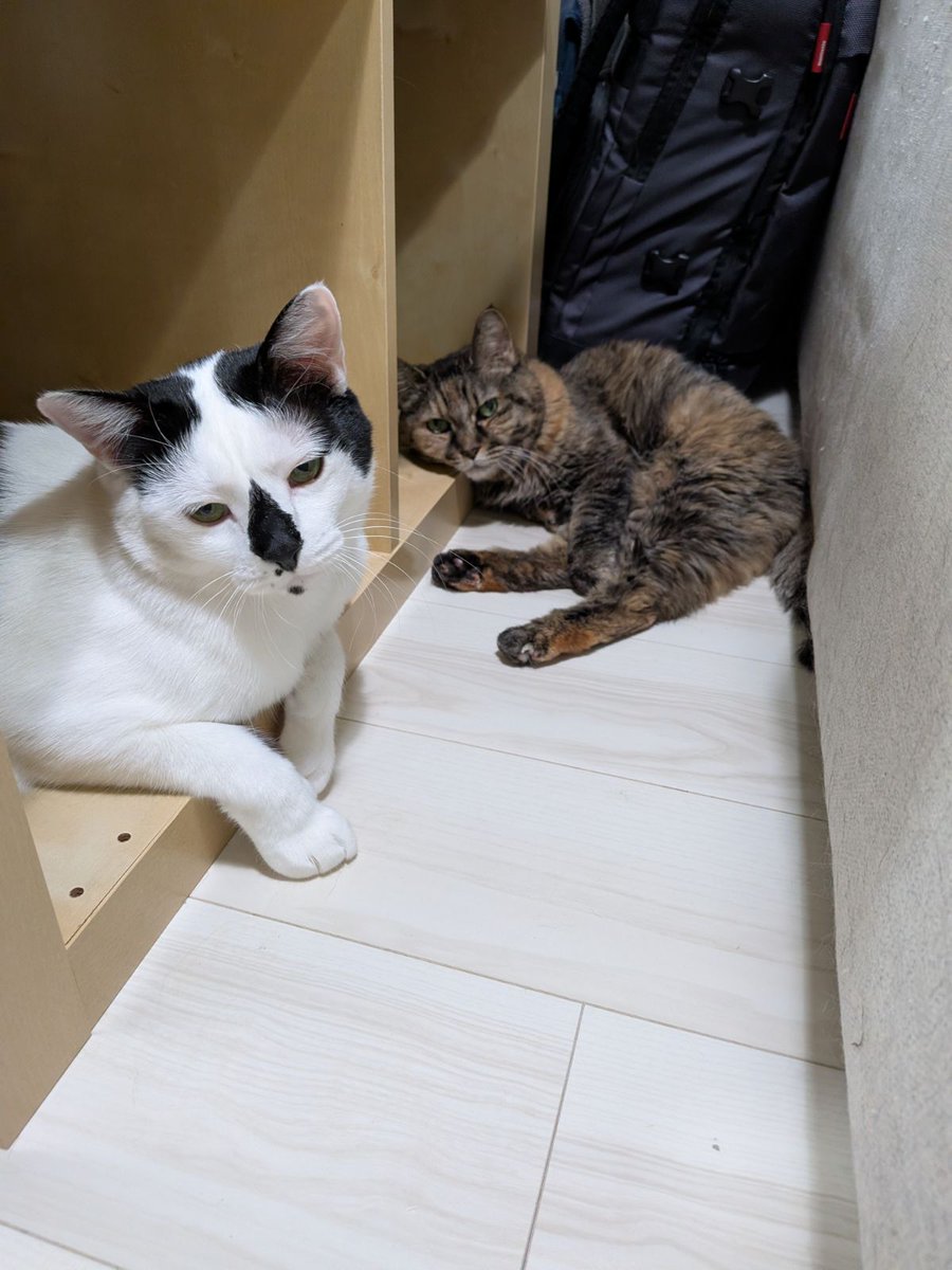 ファーレイ株式会社 tweet media