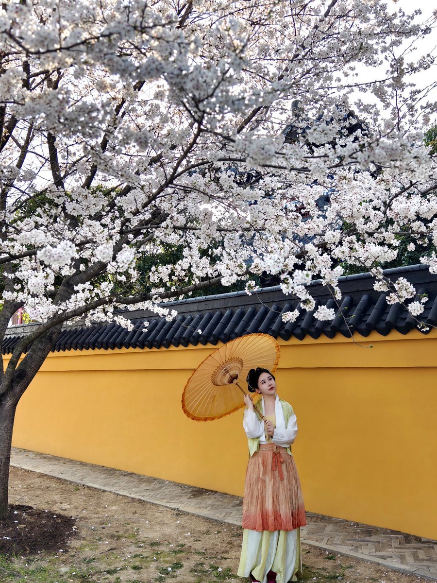 Spring magic in Wuxi, China! Pink cherry blossoms are in full bloom, making every moment picture-perfect. A must-see spring scenery in Asia.#wuxi  #chinatravel #无锡 #樱花 #中国旅行