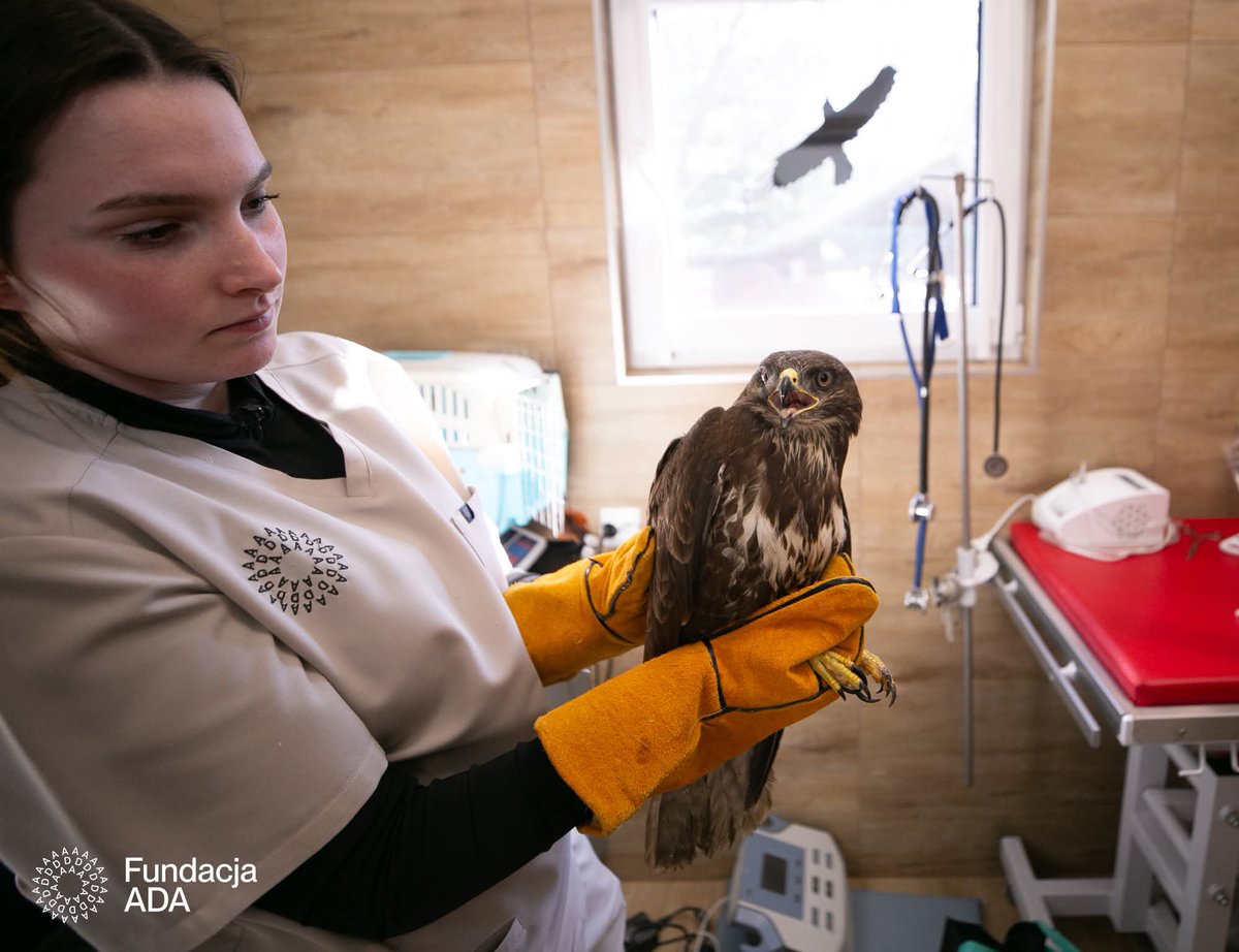 Fundacja ADA tweet media