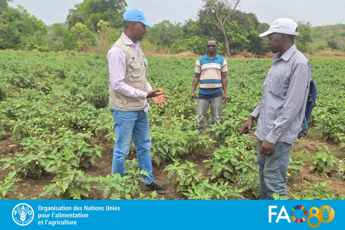 FAO Guinée tweet media