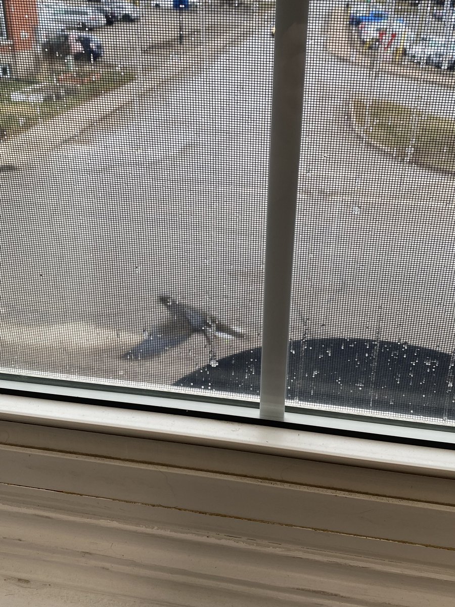 Michael Parkes Author tweet media