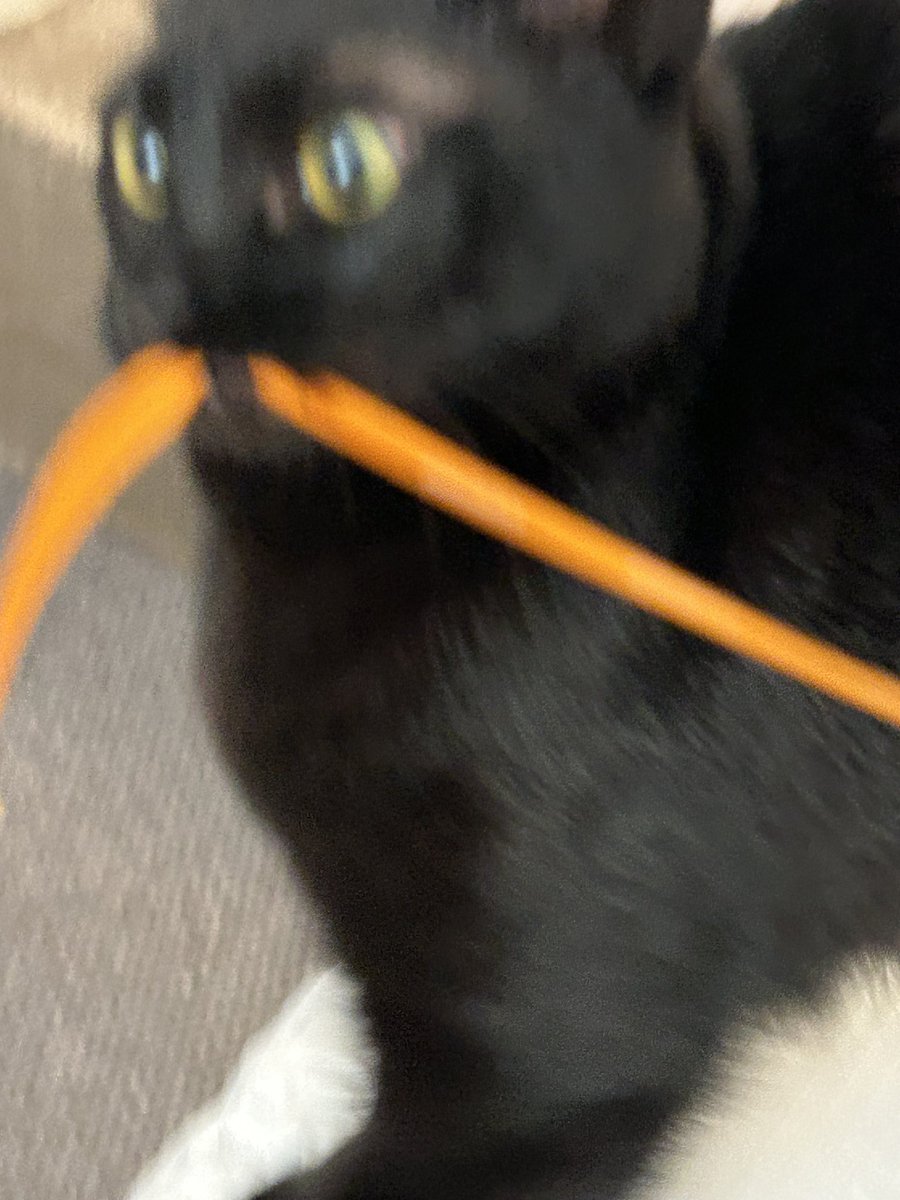 쪼맨한 주둥이 쌀알만한 이빨로 뭘 그렇게 용맹하게 리본을 꺆 개물고 잇는건지